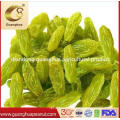 Red Raisin Good Quality Best Price